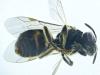 Lasioglossum sp.